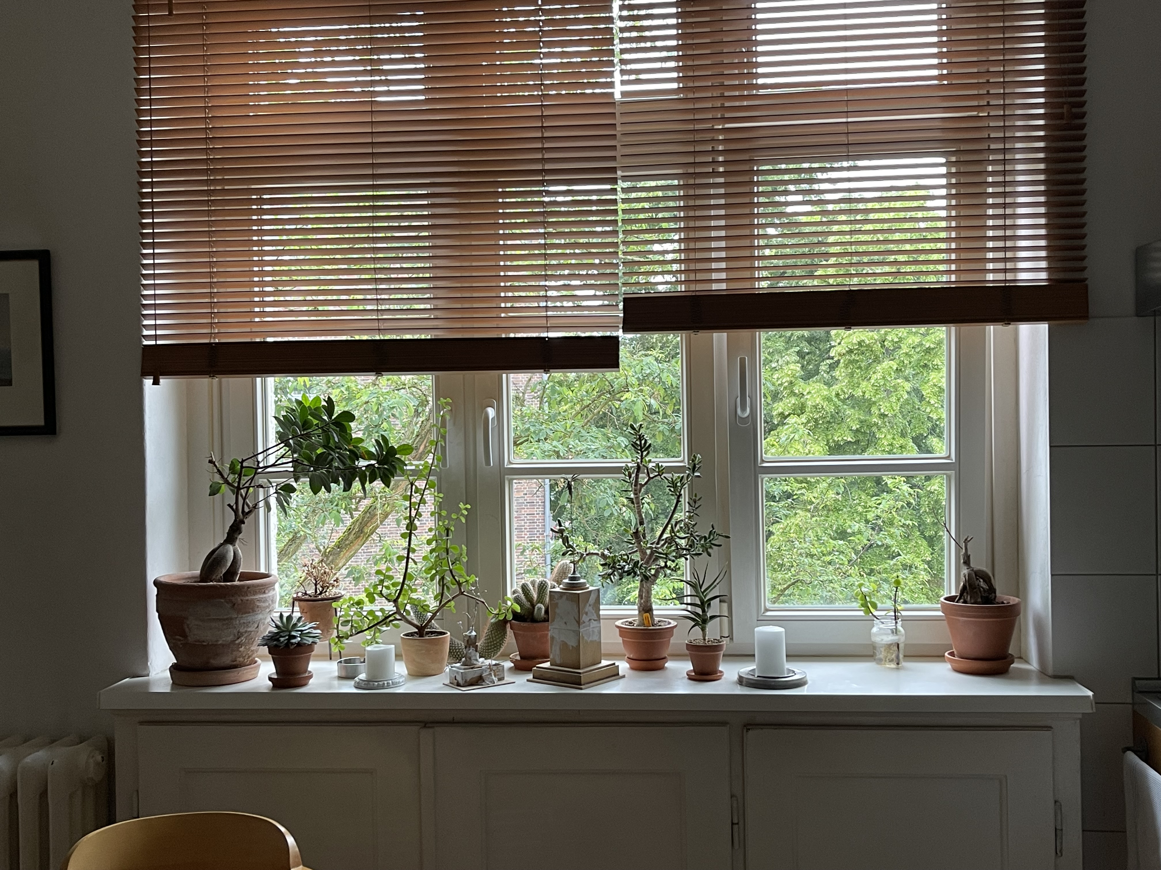 Fensterbank im Atelier mit Pflanzen